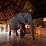 Best of South Luangwa Luxury Safari